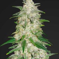 Gelato Auto Feminised Seeds - 1