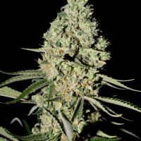 Super Critical Feminised Seeds - 5