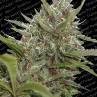 Whiteberry Auto Feminised Seeds - 5