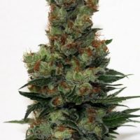 Ripper Badazz Feminised Seeds - 1