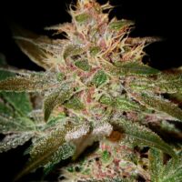 Pure Kush Feminised Seeds - 5