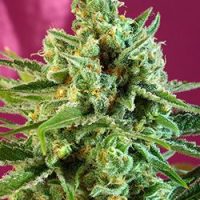 S.A.D. CBD Feminised Seeds - 3