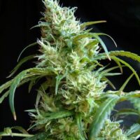 Flash Back #2 Feminised Seeds - 3