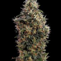 Sweet Mango AUTO Feminised Seeds - 3