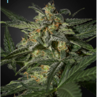 White Widow CBD Auto Feminised Seeds - 10