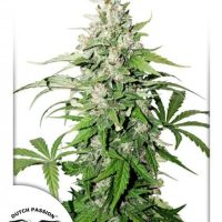 Cinderella Jack Auto Feminised Seeds - 3