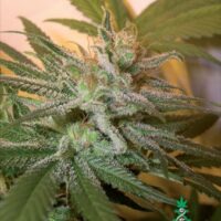 Kushberry Feminised Seeds - 3