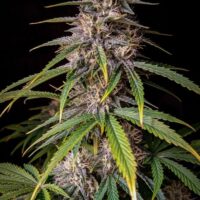 Alien Vs Triangle Auto Feminised Seeds - 1