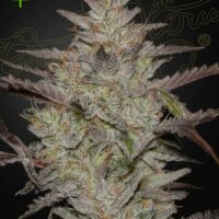 Alienz Auto Feminised Seeds - 3