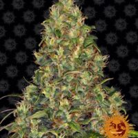Amnesia Haze Auto Feminised Seeds - 1