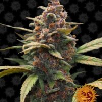 Ayahuasca Purple Feminised Seeds - 1
