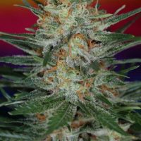 Scarlet Queen Regular Seeds - 5