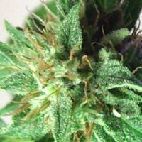 Afrodite Feminised Seeds-10