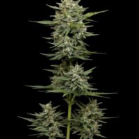 Vanilla Latte Auto Feminised Seeds - 3