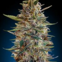 Bluediesel Auto Feminised Seeds - 3