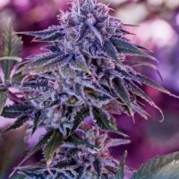 Blue Rhino Feminised Seeds - 3
