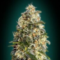 Heavy Bud Feminised Seeds - 1