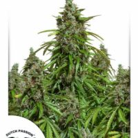 Mazar Auto Feminised Seeds - 3