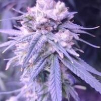 Gifted CBD Feminised Seeds - 3