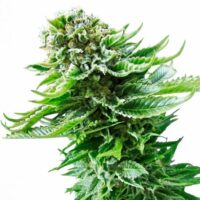 Northern Lights Auto Feminised Seeds - 5