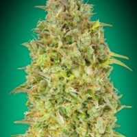 Skunk 47 Feminised Seeds - 1