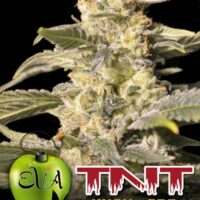 TNT Kush CBD Feminised Seeds - 3+1