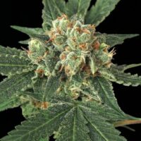 Blue Monkey Feminised Seeds - 3