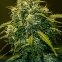 Jack Diesel CBD Feminised Seeds - 3