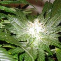 La Blanca Feminised Seeds-10
