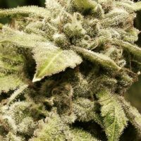 Gorilla White Widow Feminised Seeds - 1