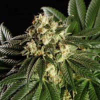 Dream Sherbet Feminised Seeds - 5