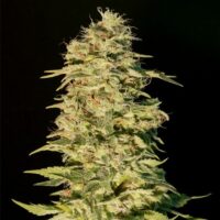 OG Lemon Bilbo Feminised Seeds - 1