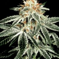 White Widow Feminised Seeds - 5