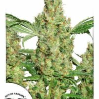 Power Plant Feminised Seeds - 10