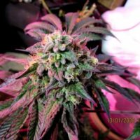 Cherry Pie Feminised Seeds - 4