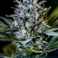 CBD 1:20 Feminised Seeds - 3