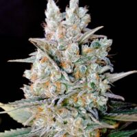 Kritikal Bilbo Auto Feminised Seeds - 5