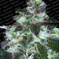 Original White Widow (IBL) Feminised Seeds - 5