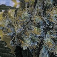 Banana Sherbet x Chocolate Regular Seeds - 6