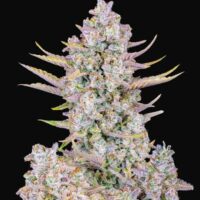 Purple Punch Auto Feminised Seeds - 1