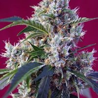 Indigo Berry Kush Feminised Seeds - 3