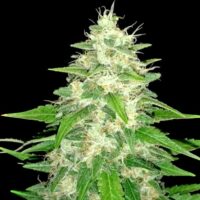 Gorilla Glue Feminised Seeds - 3