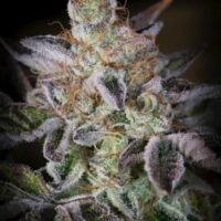 Sweetopia Feminised Seeds - 3
