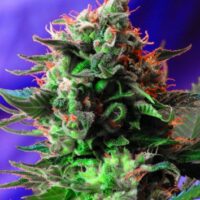 Jack 47 Feminised Seeds - 3
