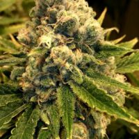 Safety Meeting Regular Seeds - 6