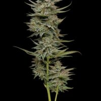 Family Jewels Feminised Seeds - 3
