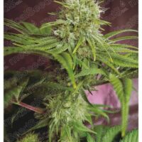 Elixir Vitae CBD Feminised Seeds - 3