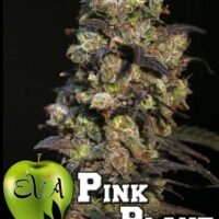 Pink Plant Feminised Seeds - 3