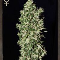 Big Tooth Feminised Seeds - 3
