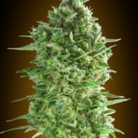 Do-Si-Dos Cookies Feminised Seeds - 3